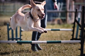A dog energetically leaps over an agility hurdle on a grassy field. The scene captures motion and excitement, with its ears flying back. A person in the background appears to be guiding or encouraging the dog.