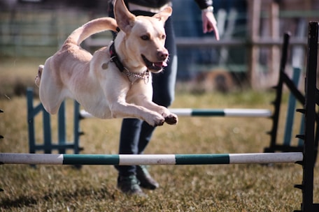 A joyful dog leaping over an agility hurdle in a sunny outdoor training area.