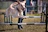 An excited terrier jumping through an agility hoop with cheering families nearby