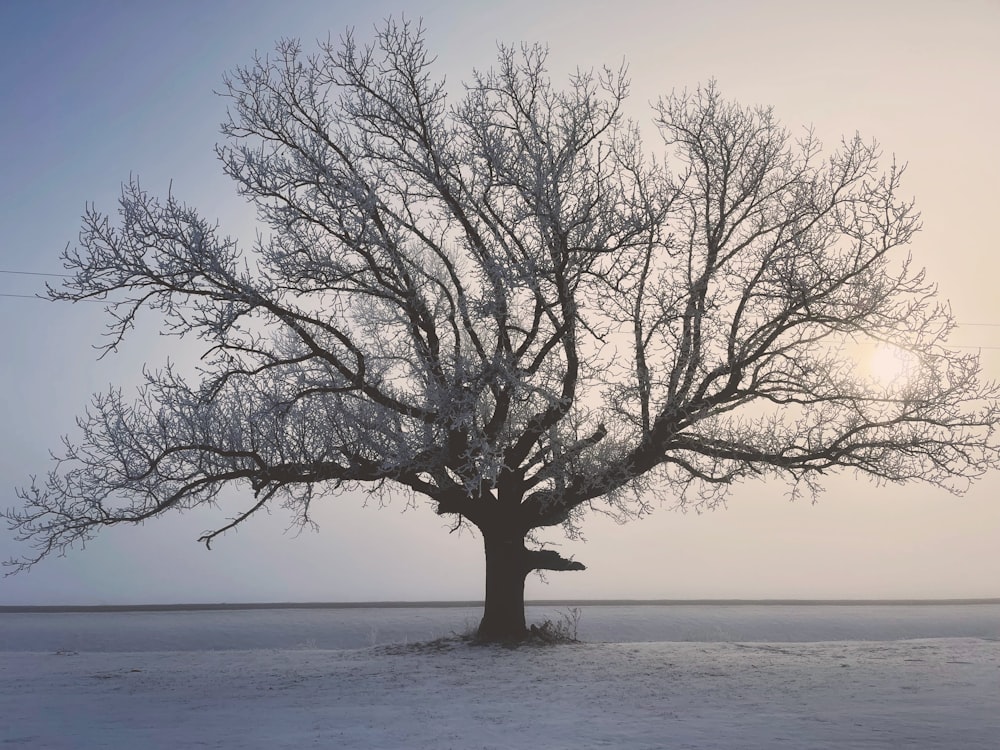 a tree in a snowy field