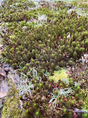 A close-up of lush green moss thriving on a surface interspersed with small twigs and dried leaves. The texture of the moss is rich and varied, with some areas showing small stems and sporadic red patches.