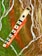 A painting features a wooden flute with multiple holes resting diagonally against an abstract background. The flute has a visible label with text in red. Surrounding it are swirling white lines and splashes of green, brown, and red, creating a dynamic and lively composition.