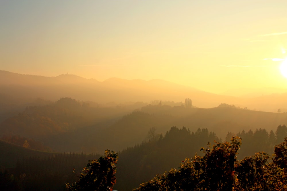 a foggy valley with trees