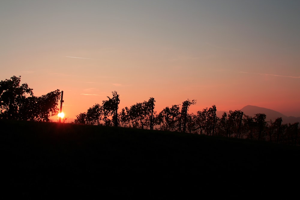 a sunset over a forest