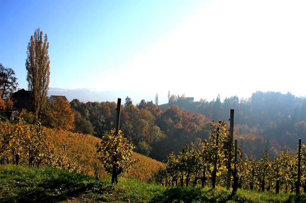 a landscape with trees and plants