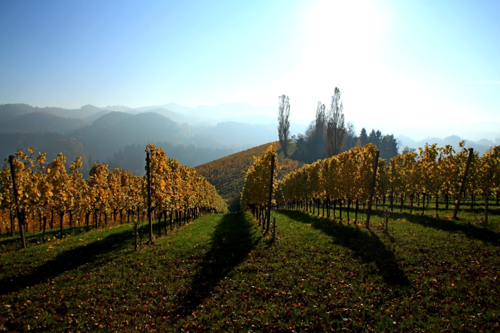 a grassy field with trees and mountains in the background