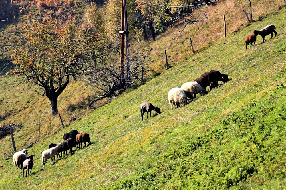 a herd of sheep grazing on a hill