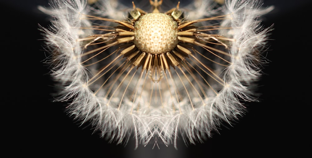 a close up of a dandelion