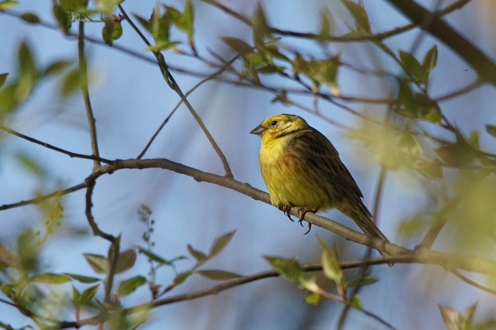 a bird sits on a branch