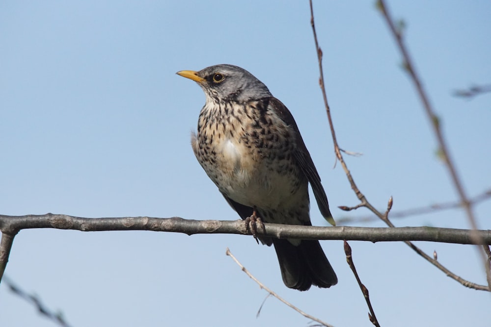 a bird sitting on a branch