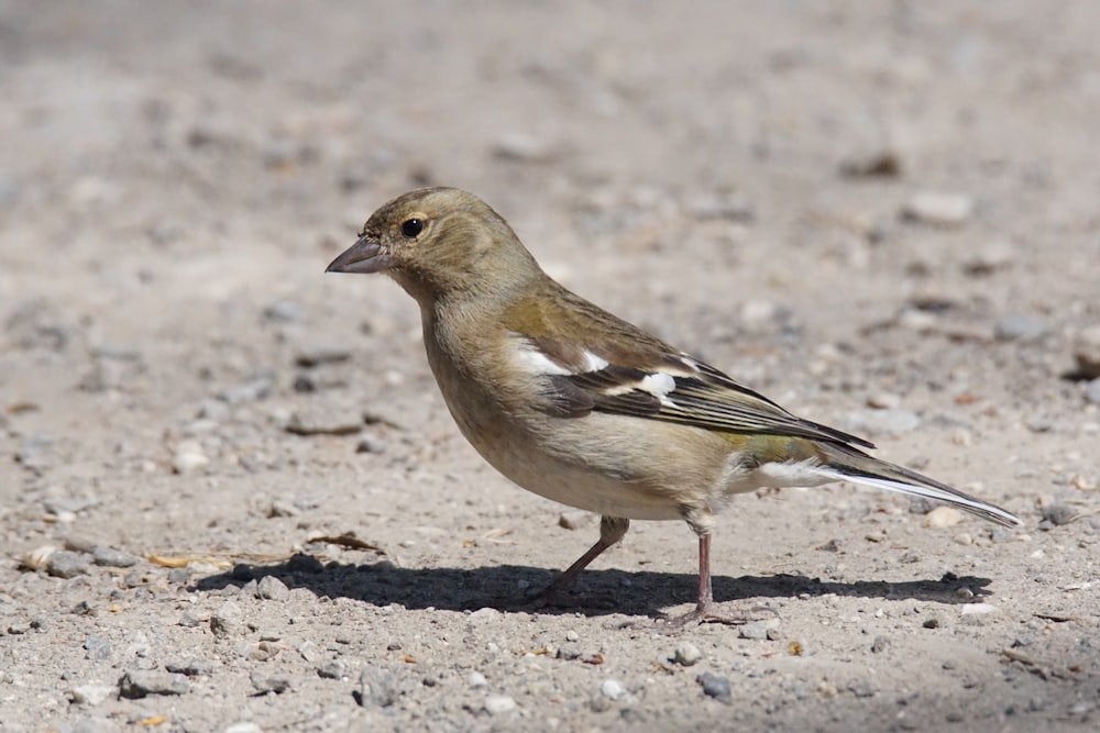 un uccello in piedi sulla sabbia