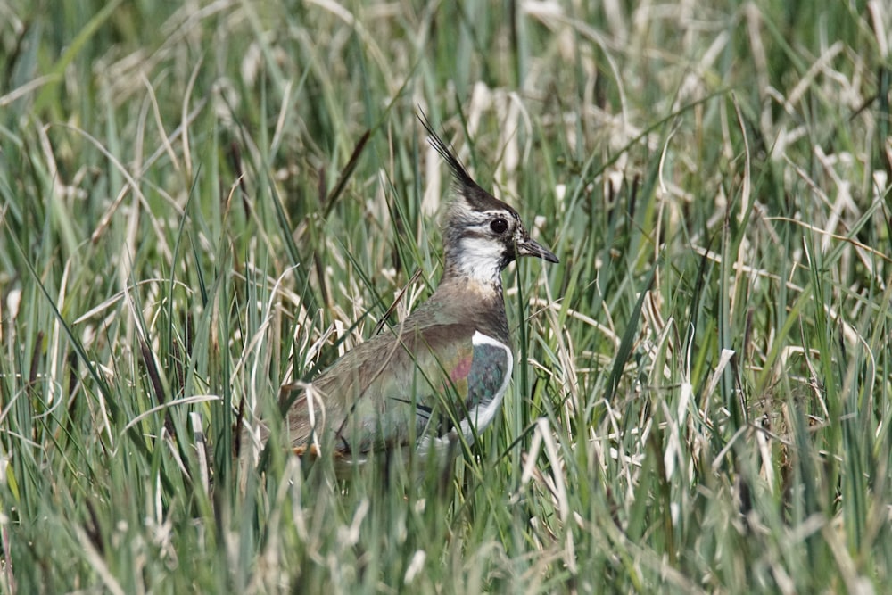 Un pájaro parado en un área cubierta de hierba