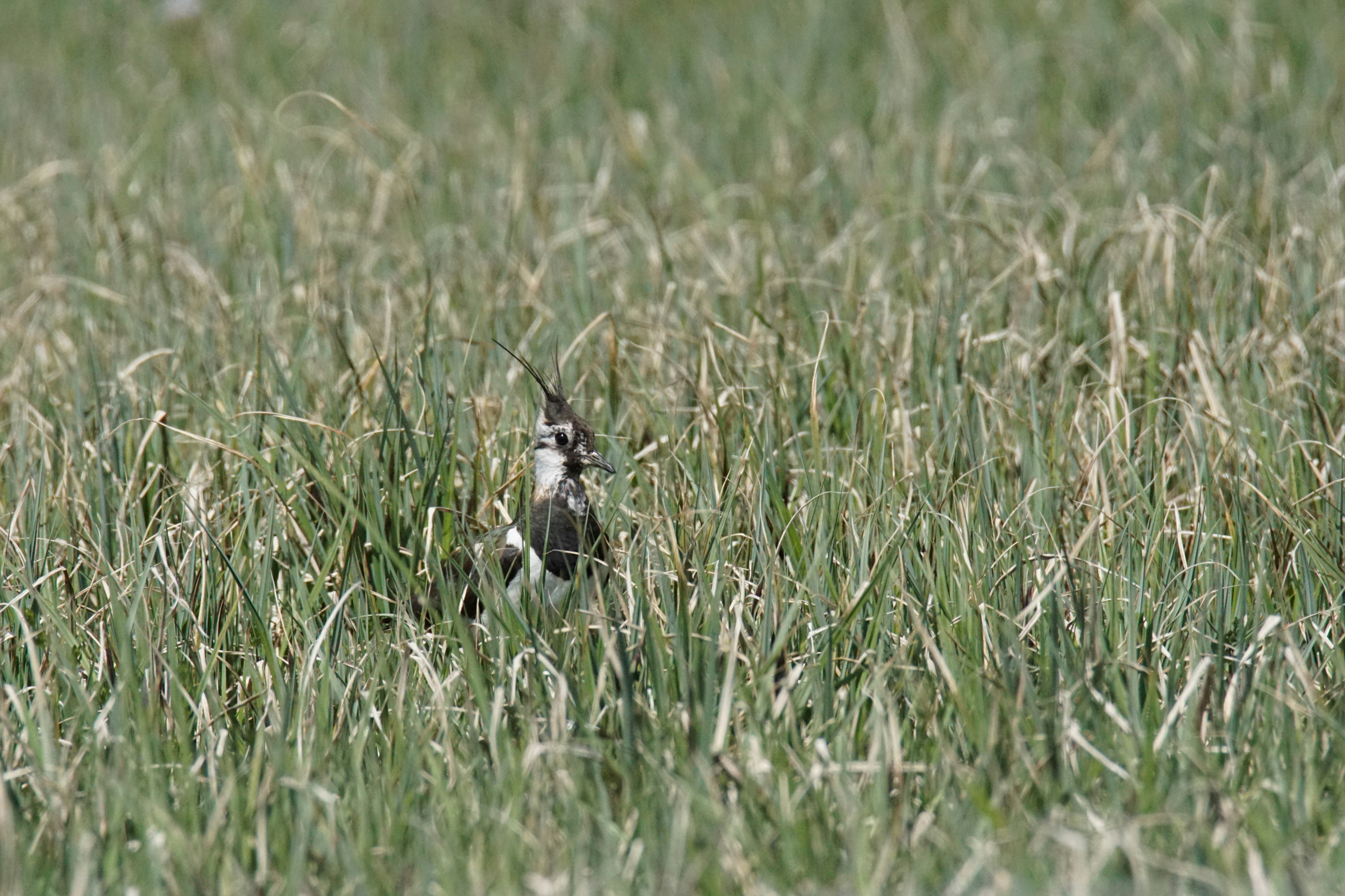 Photo by walterbrunnerfotos