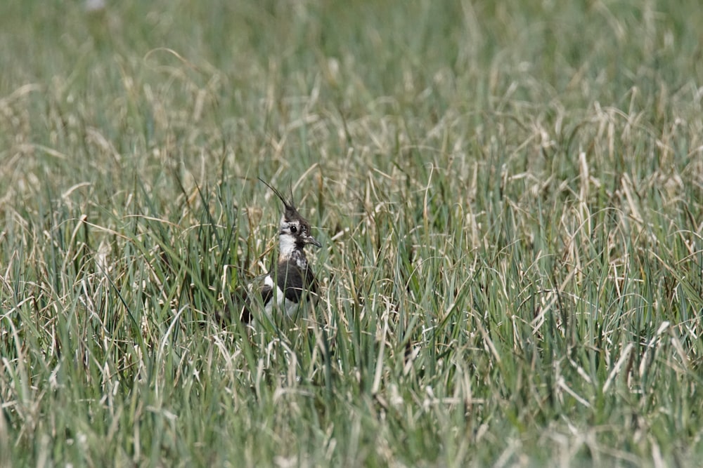 Un pájaro en un campo