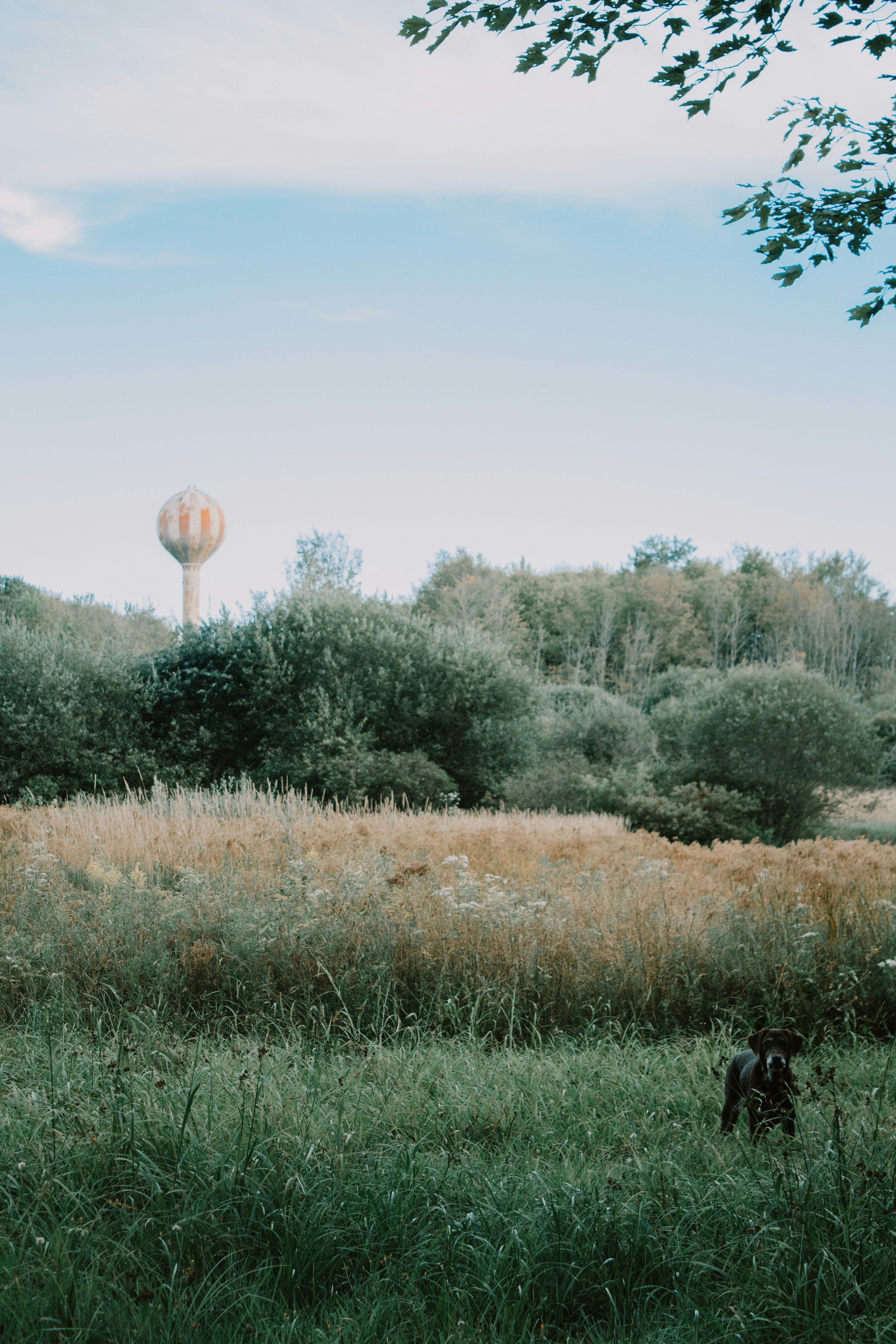 L'Isle aux Toutous — L'Isle-Jourdain