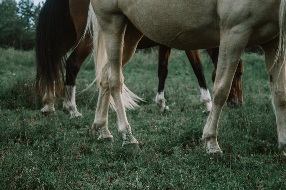 horses grazing in the grass