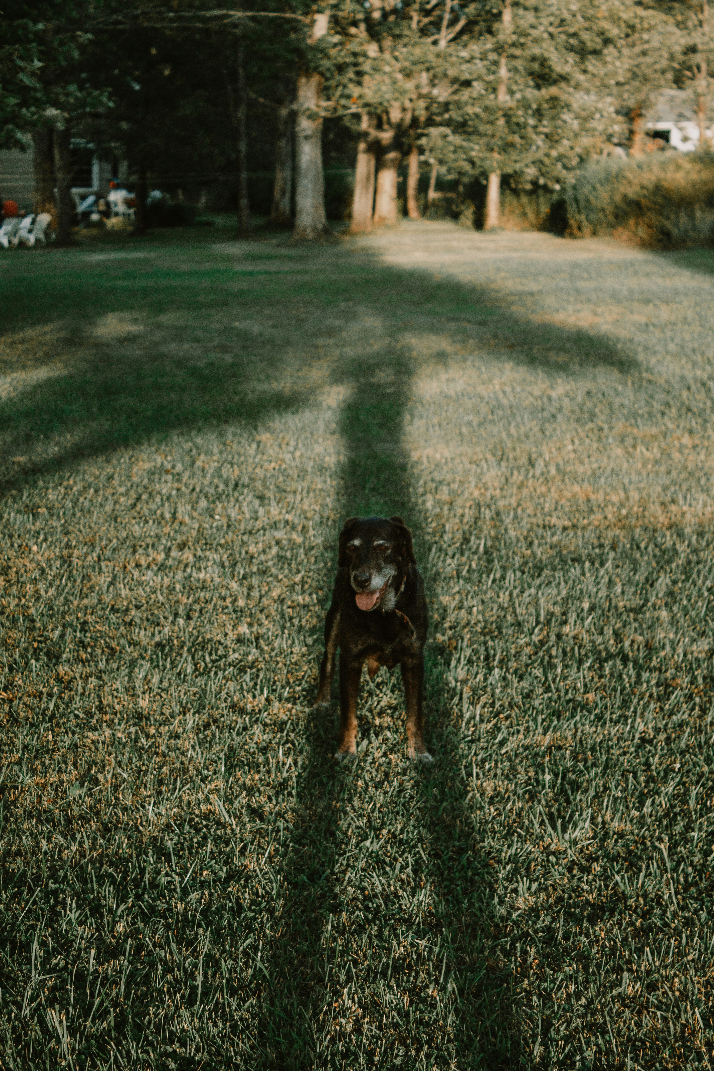 a dog standing in a grassy area