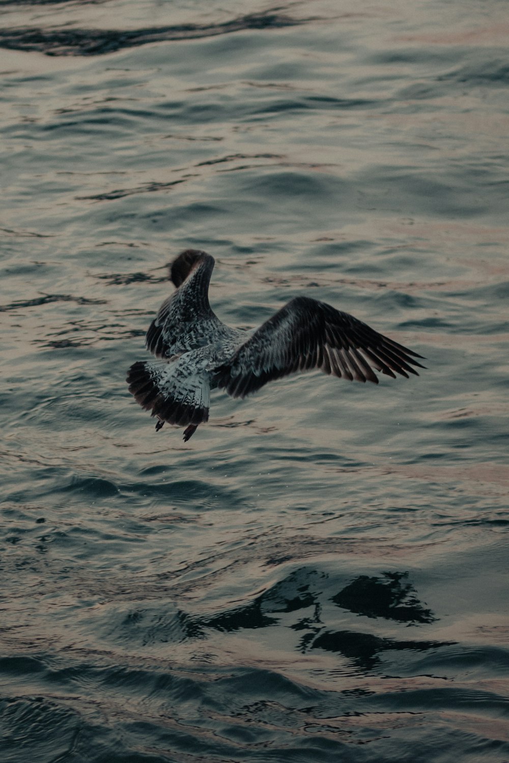 a bird flying over water