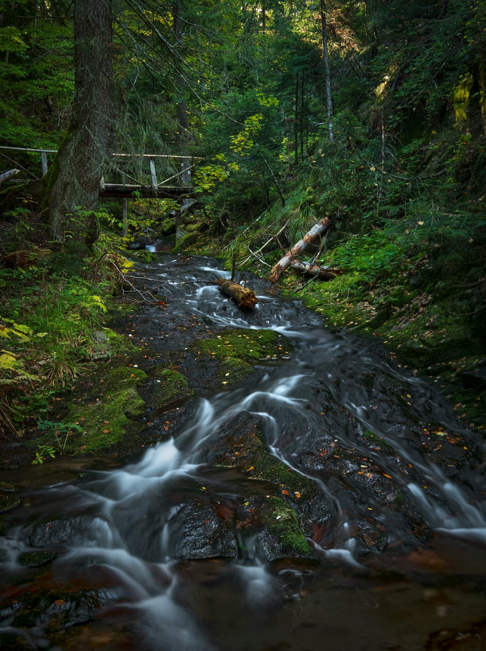 a stream in a forest