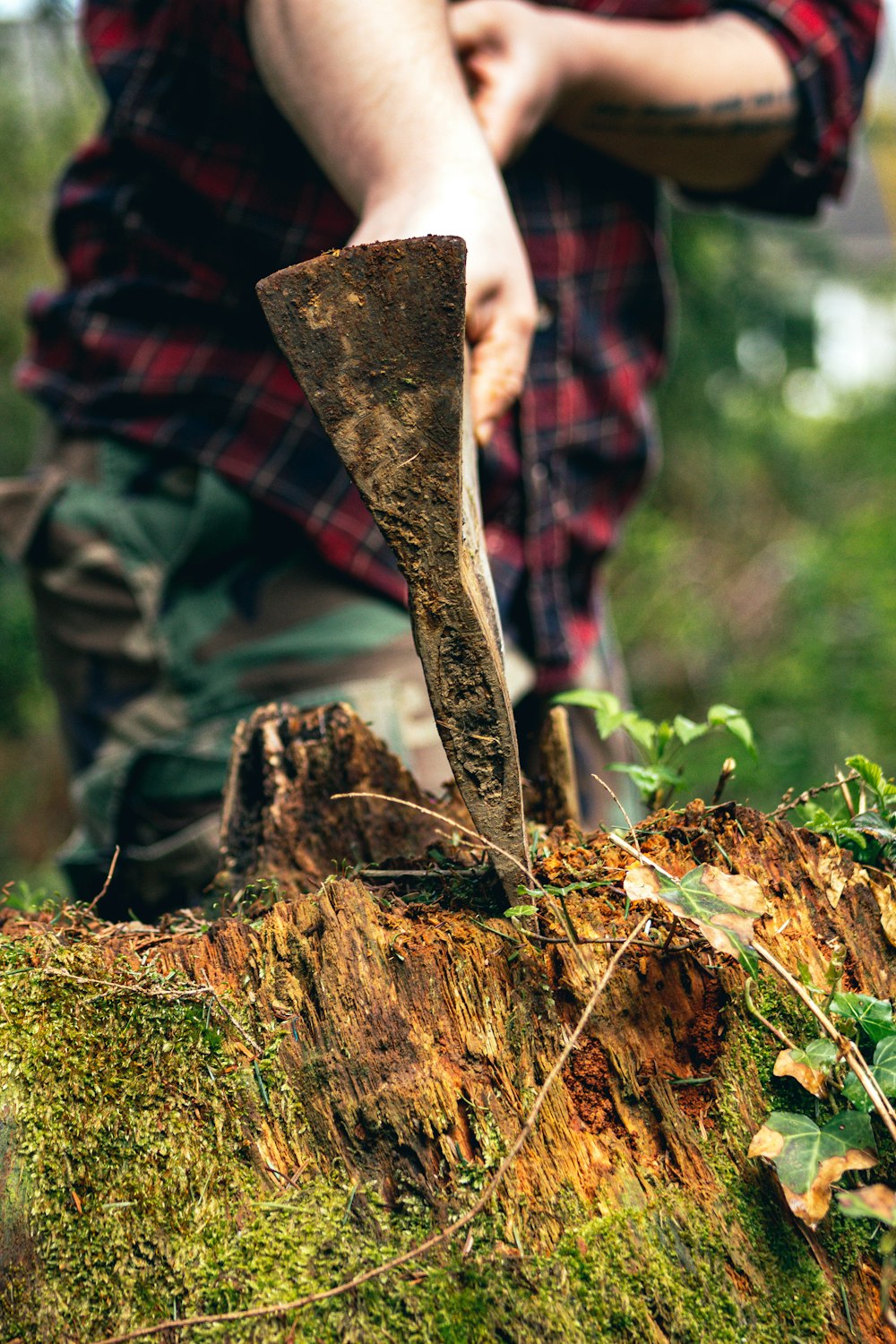 a person holding a tree branch