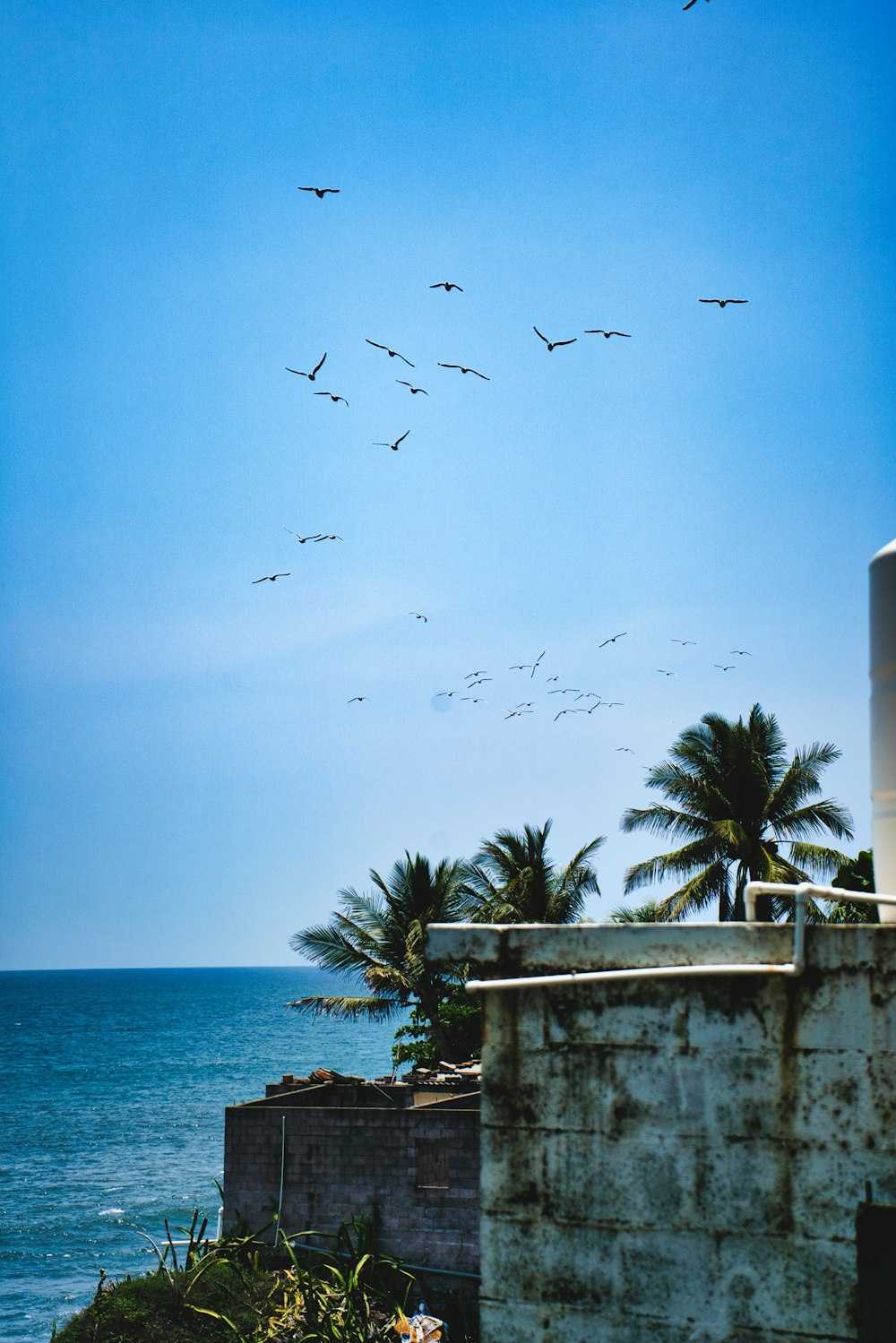 birds flying over a beach