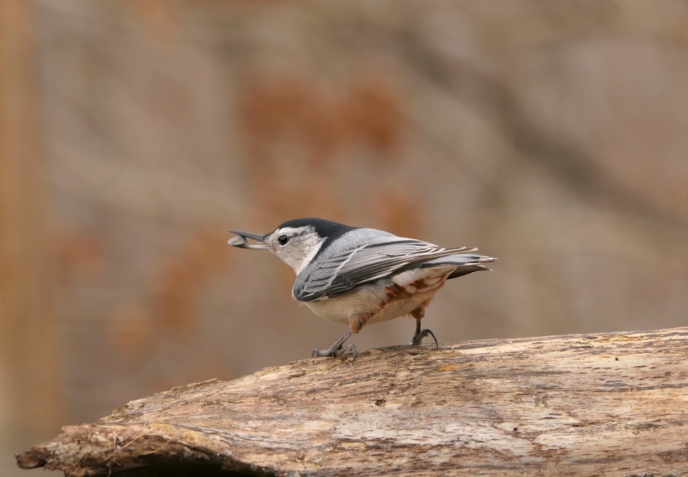 a small bird on a log