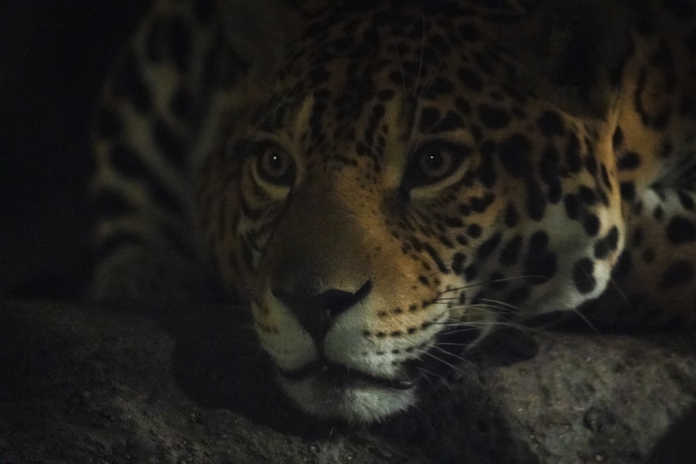 a close up of a leopard