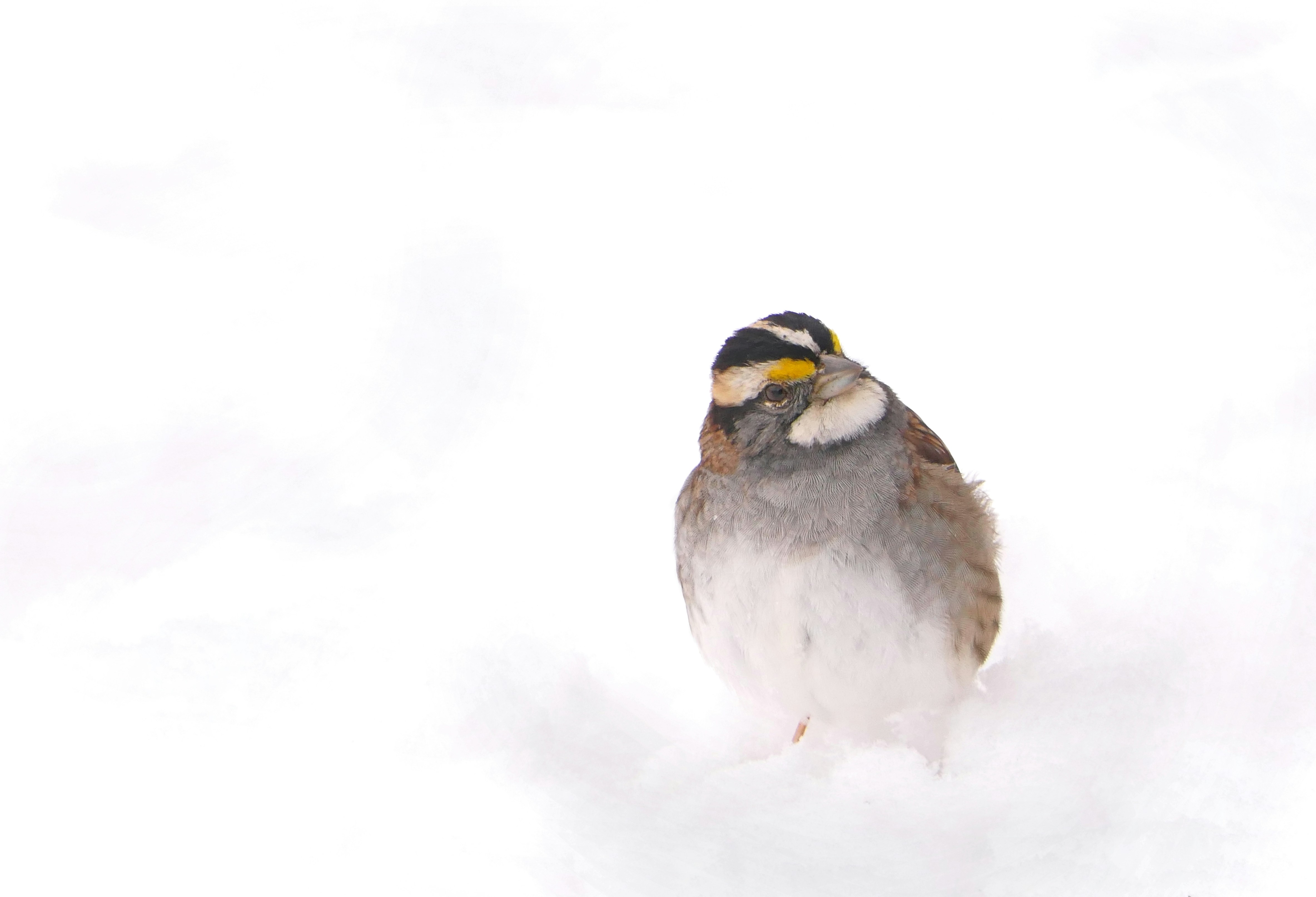 Ein kleiner Vogel im Schnee