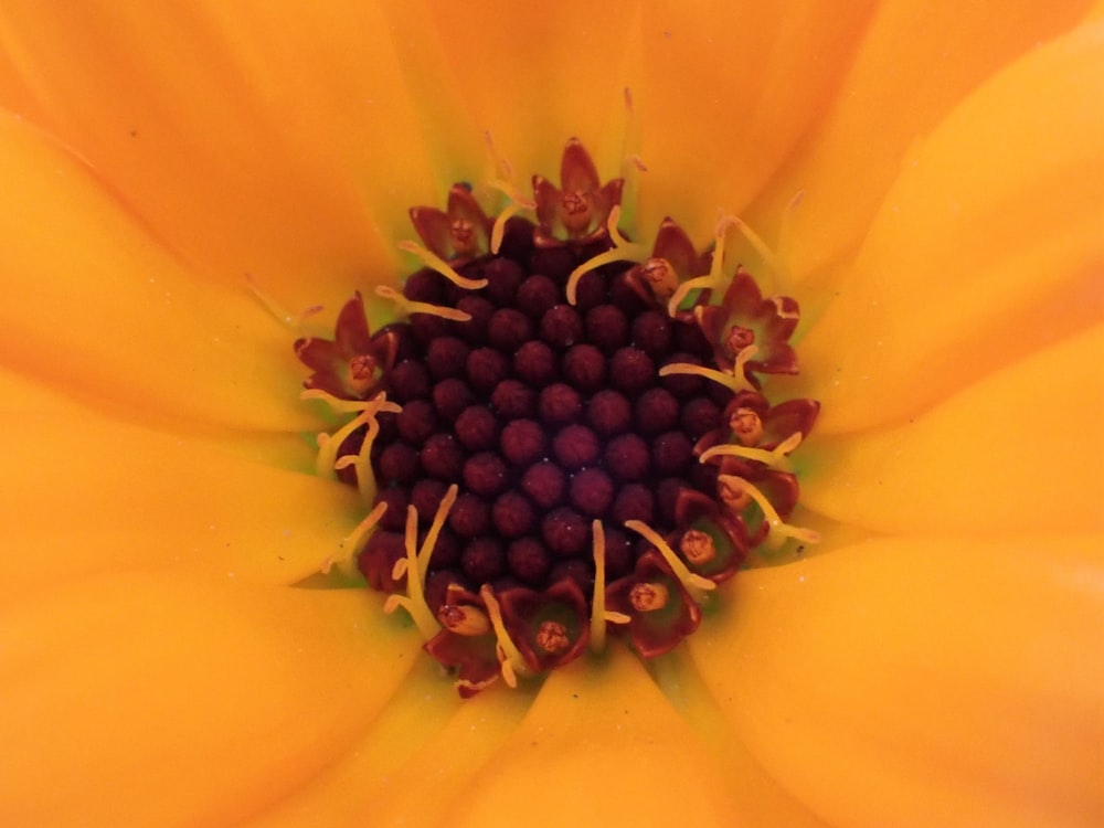 a close up of a flower