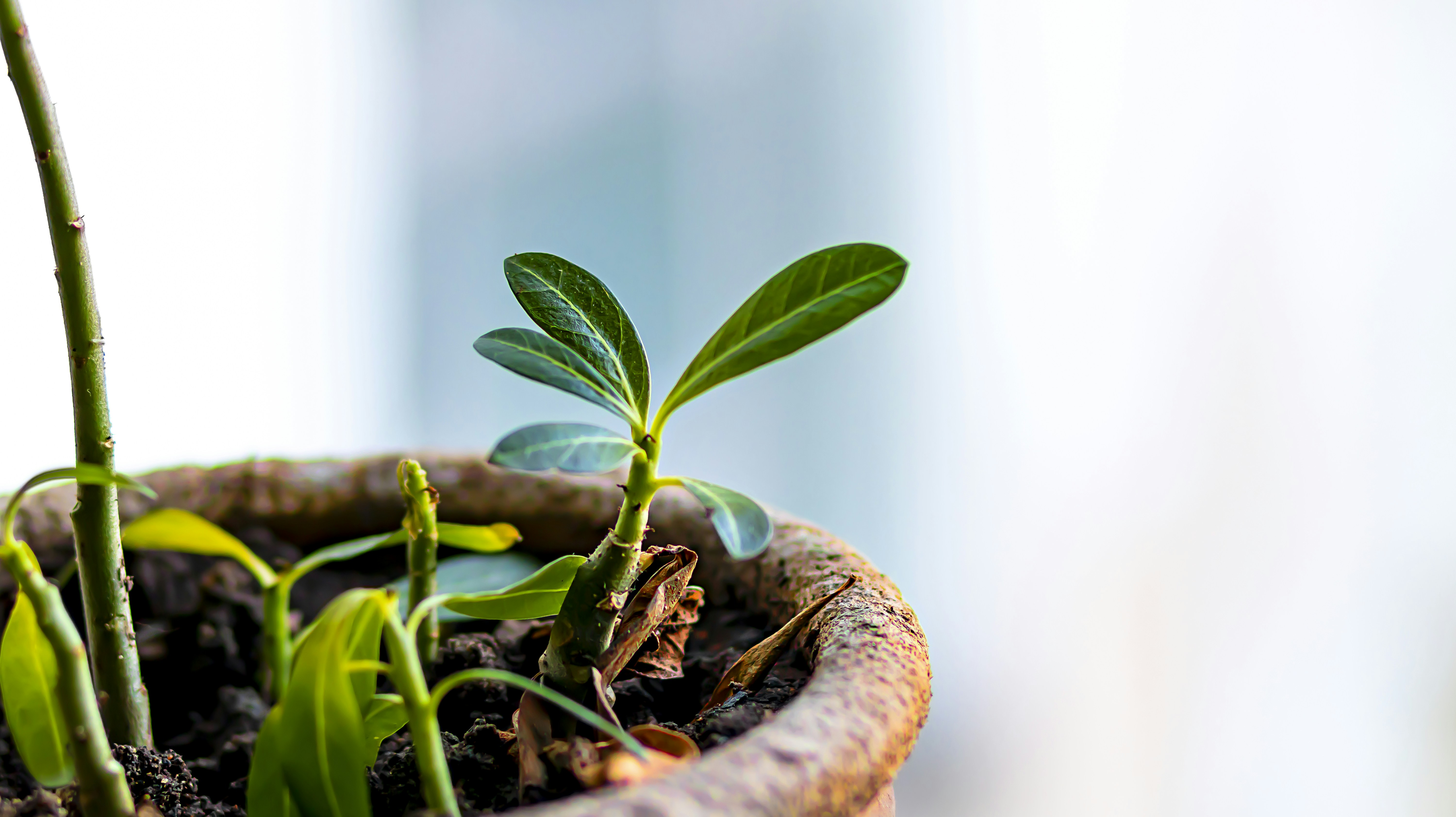 Estratégias de Crescimento para Empresários