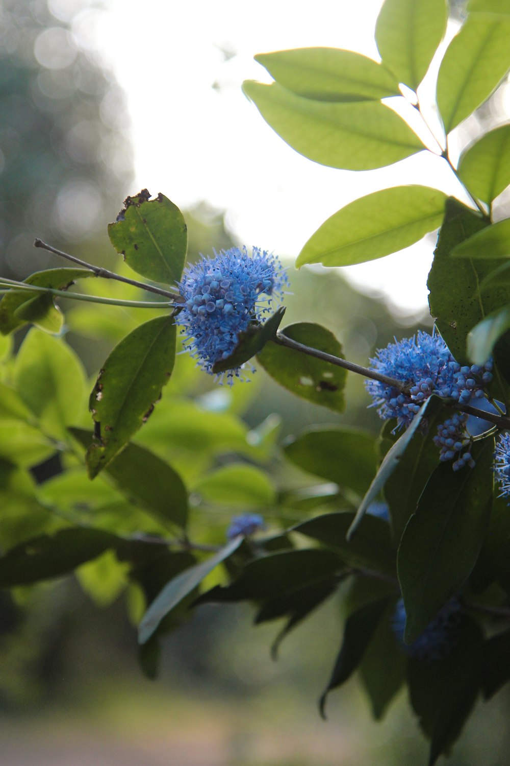 a close up of a blue flower