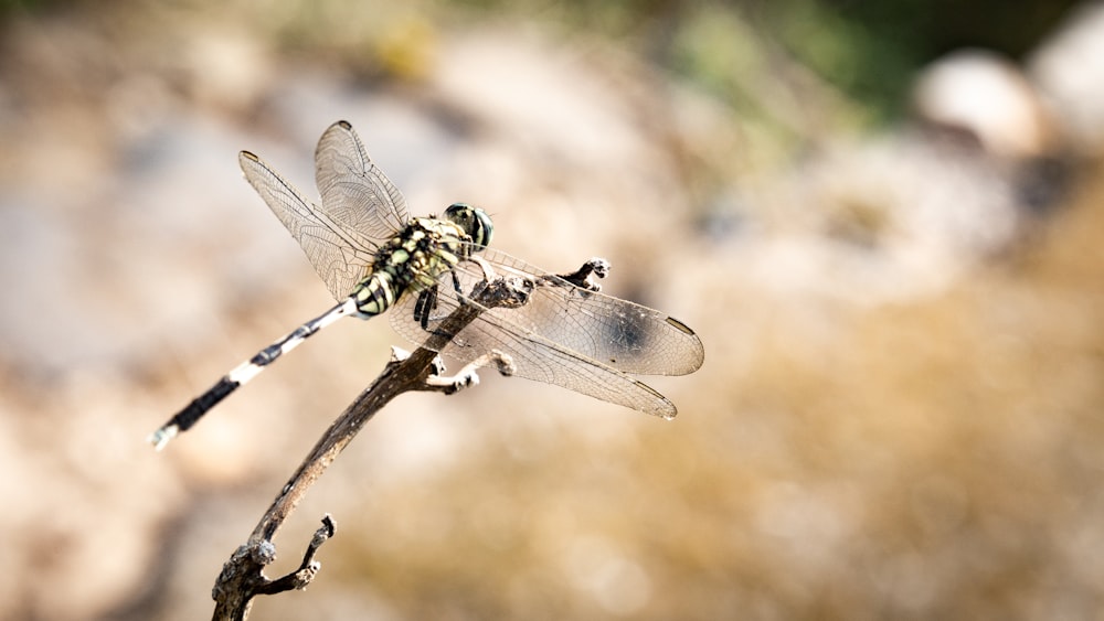 a dragonfly on a branch