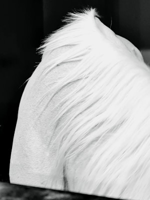 A close-up view of a horse's neck with smooth, flowing mane in a monochrome style. The texture of the mane appears soft and wispy, capturing light in a delicate way.