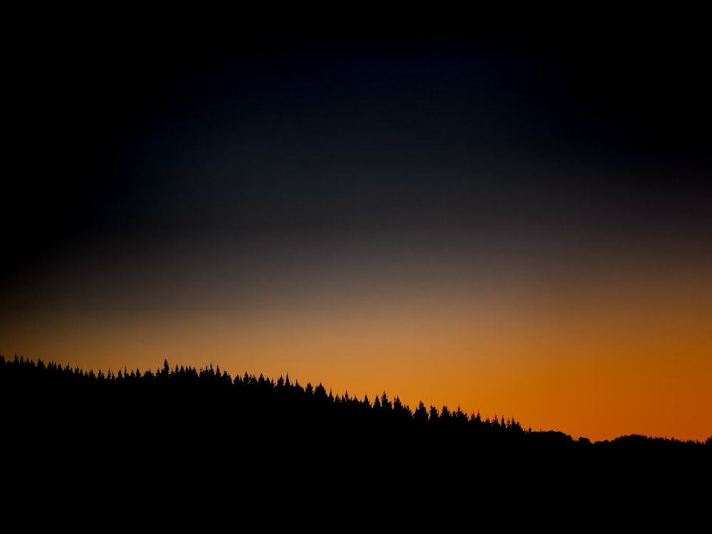 a silhouette of trees at night