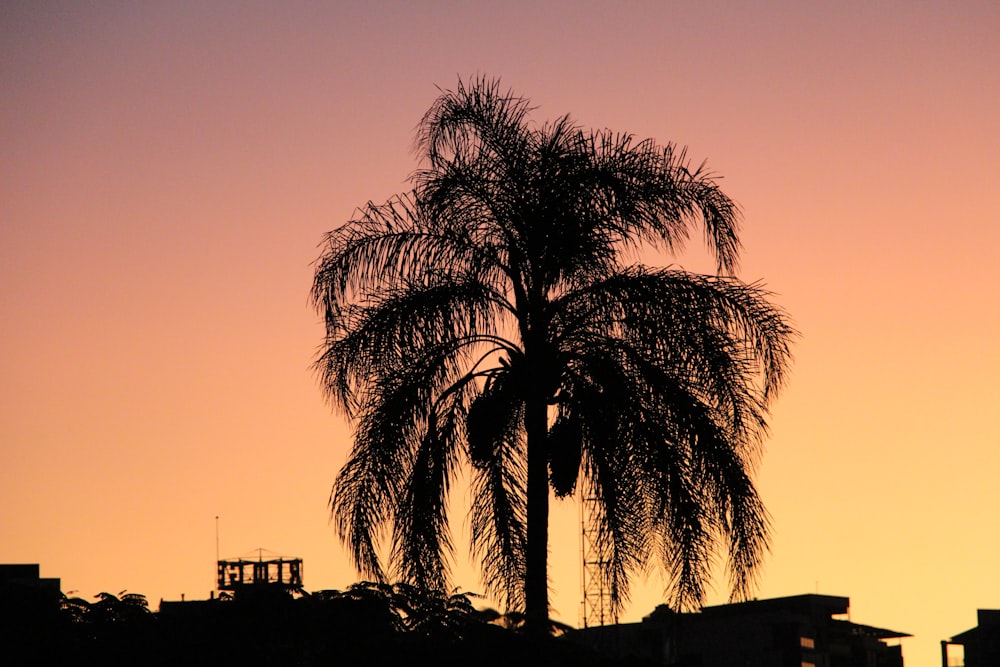 a couple of palm trees