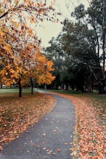 a tree lined street
