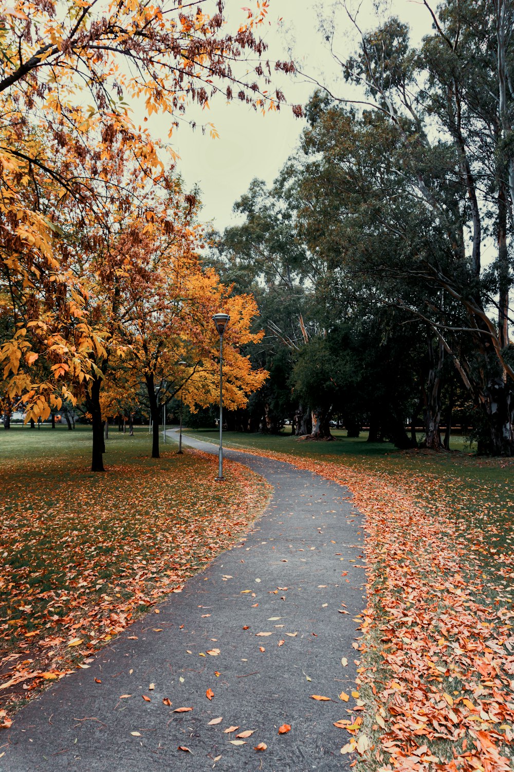 a tree lined street