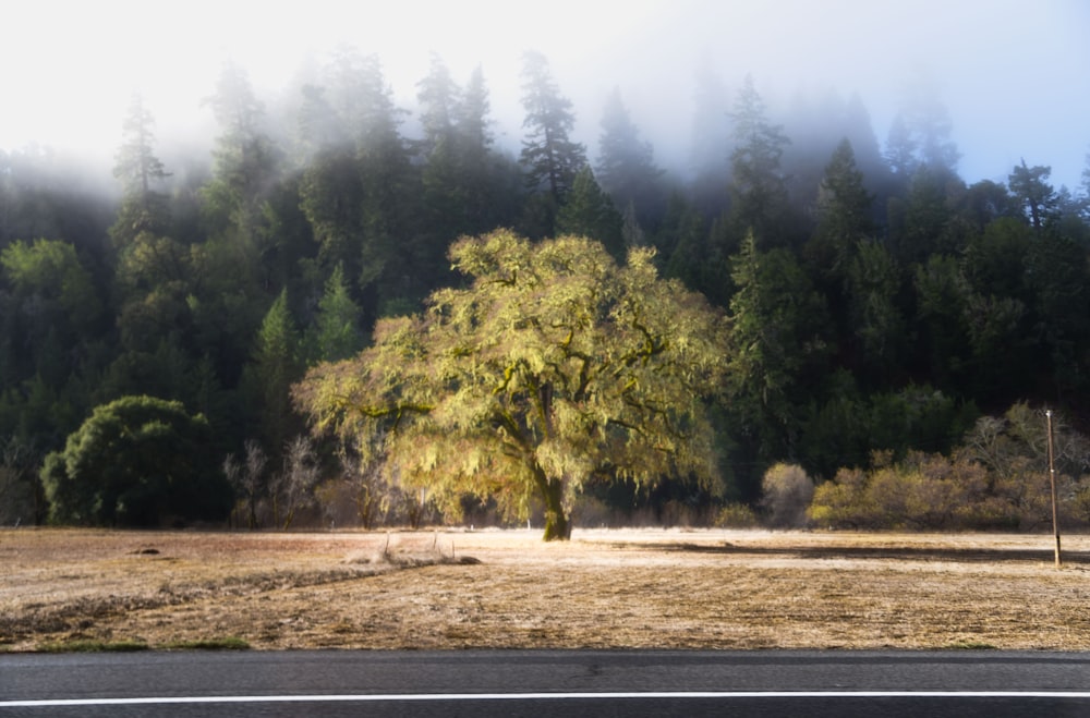 a tree in a field