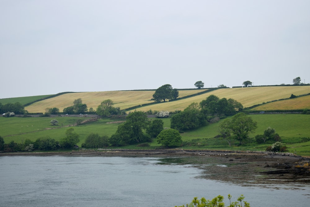 a river with grass and trees