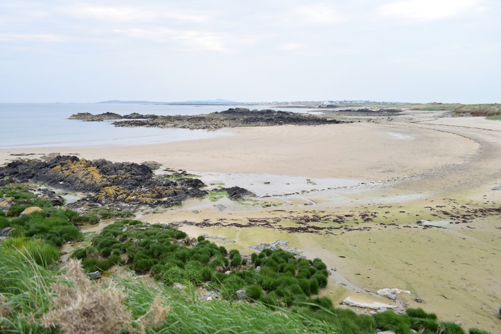 a beach with rocks and plants