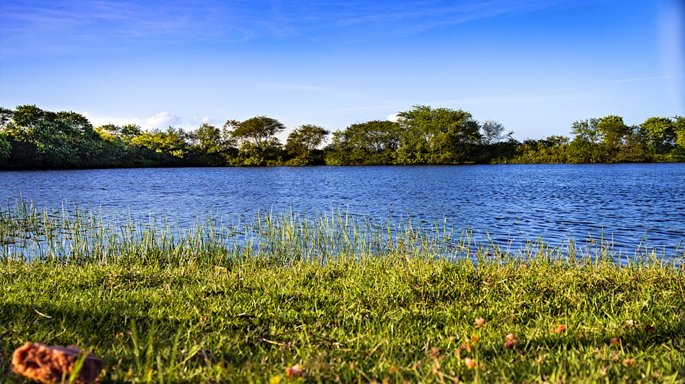 a body of water with grass and trees around it