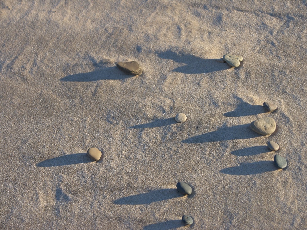 um grupo de conchas na areia