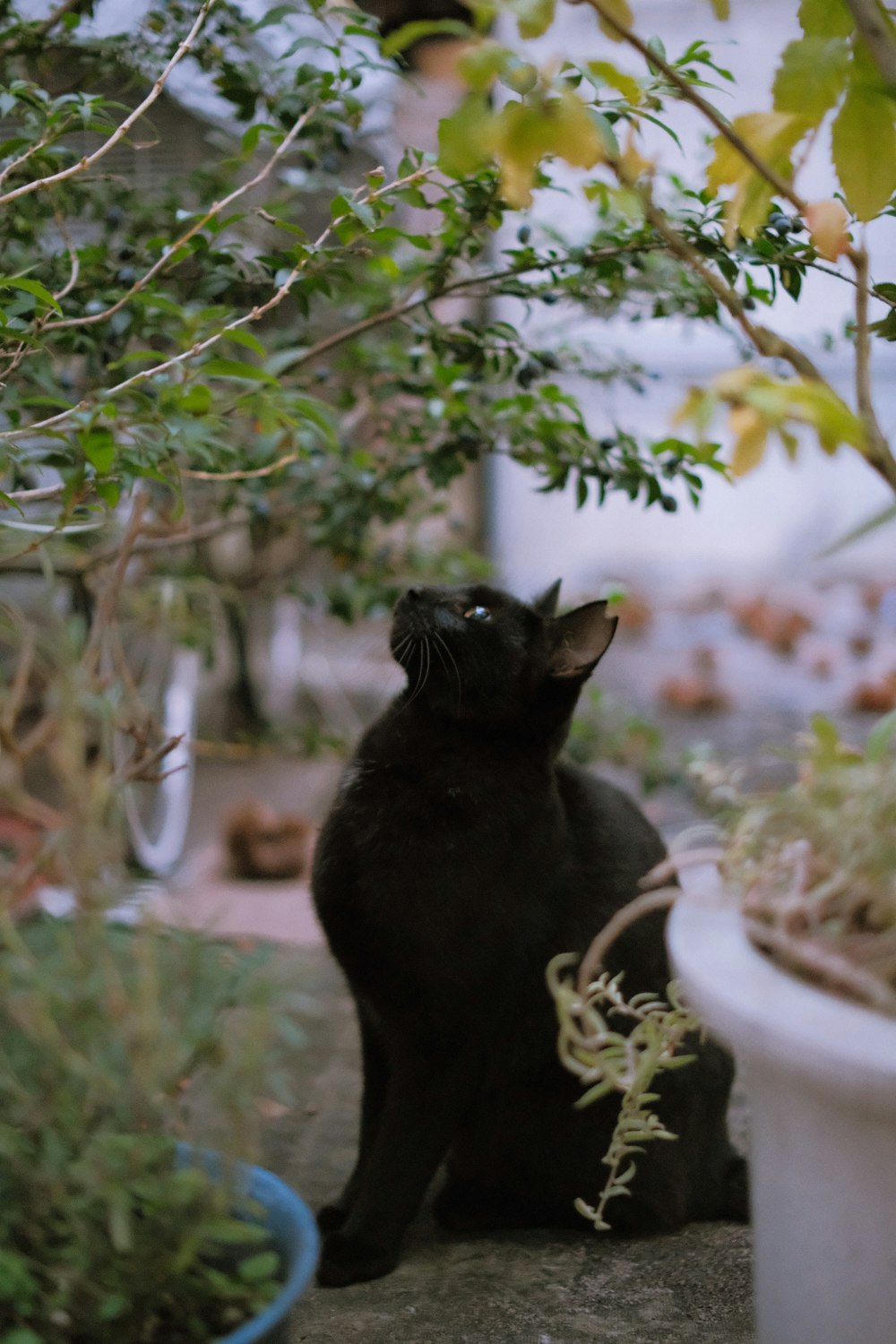 a black cat sitting on a ledge