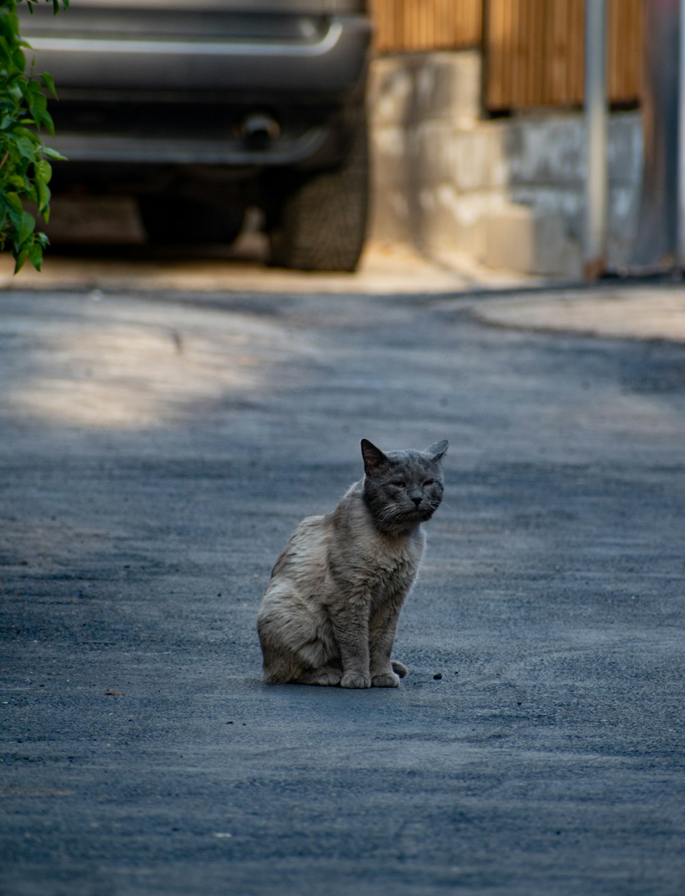 a cat sitting on the street