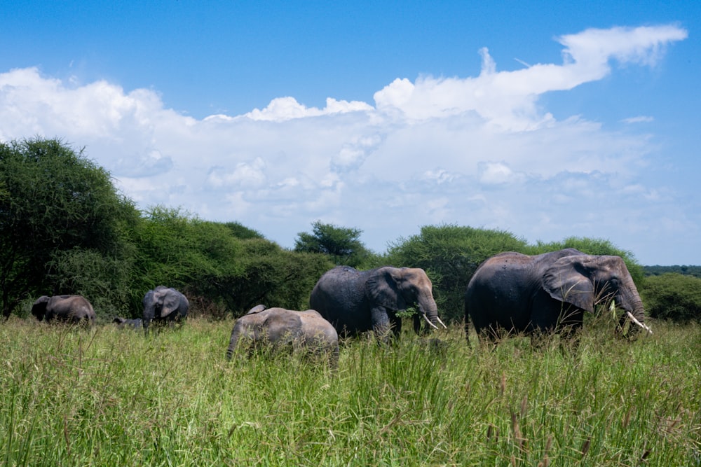 a herd of elephants in a grassland