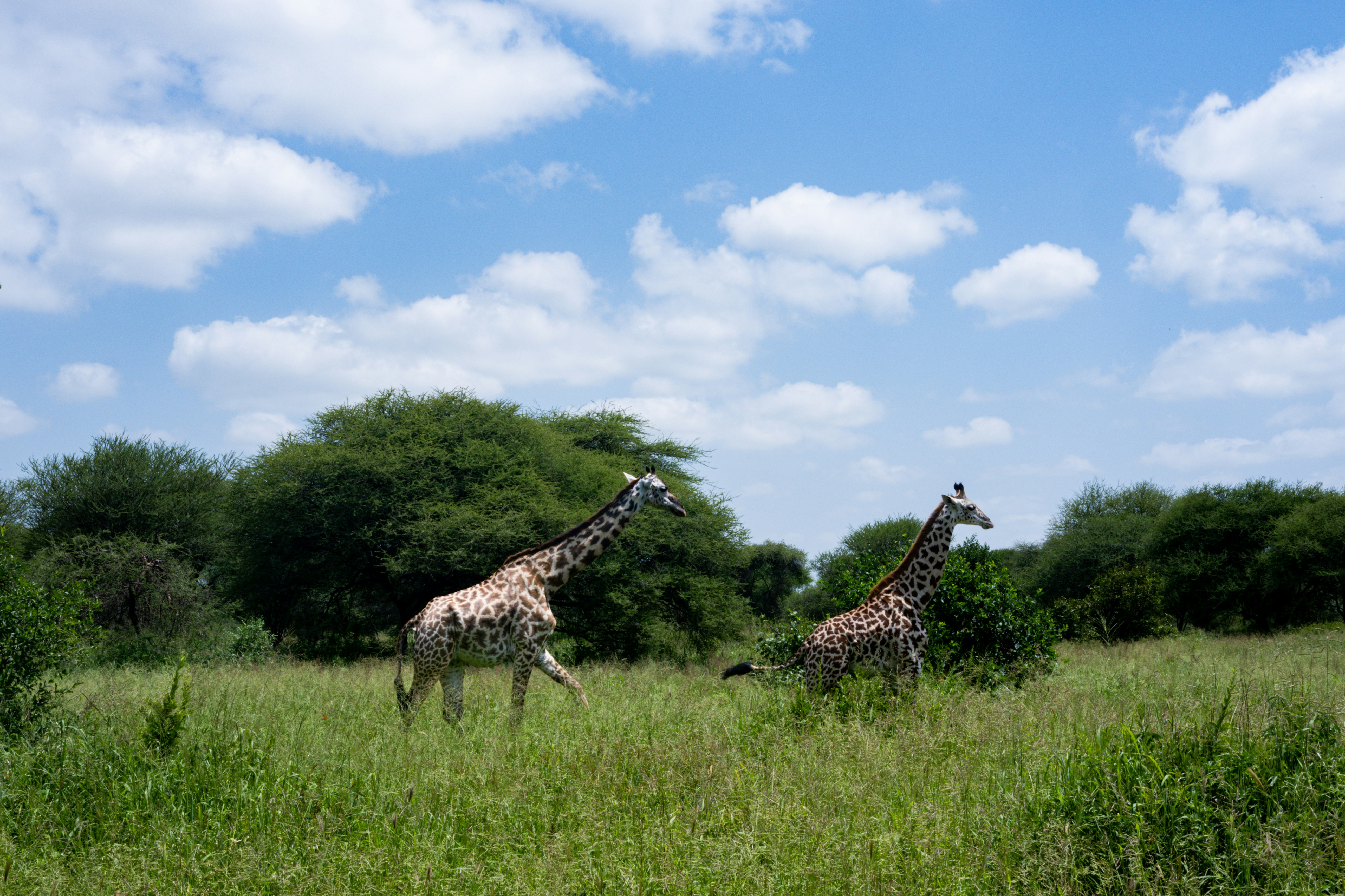 giraffes in a meadow, 