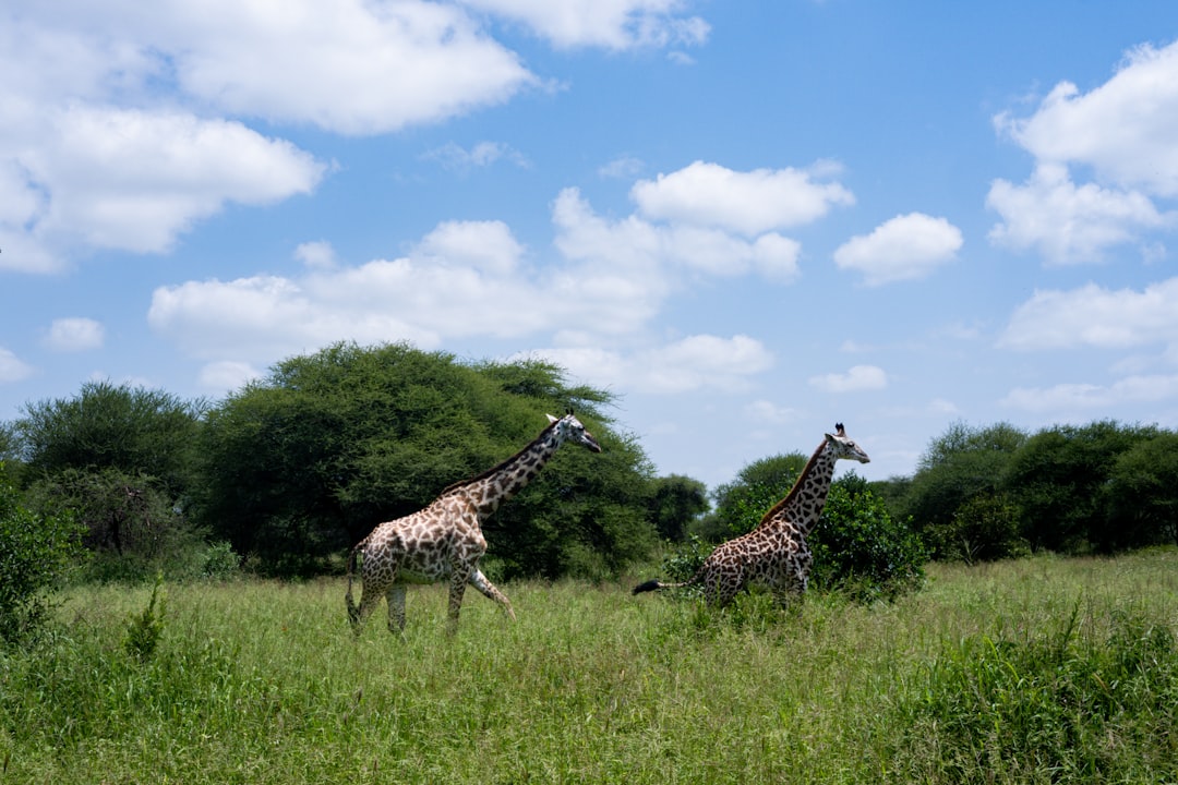 giraffes in a meadow,