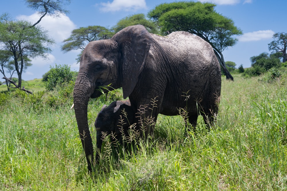 an elephant and its calf in a grassland