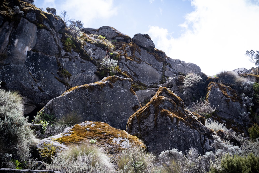 a rocky mountain with trees