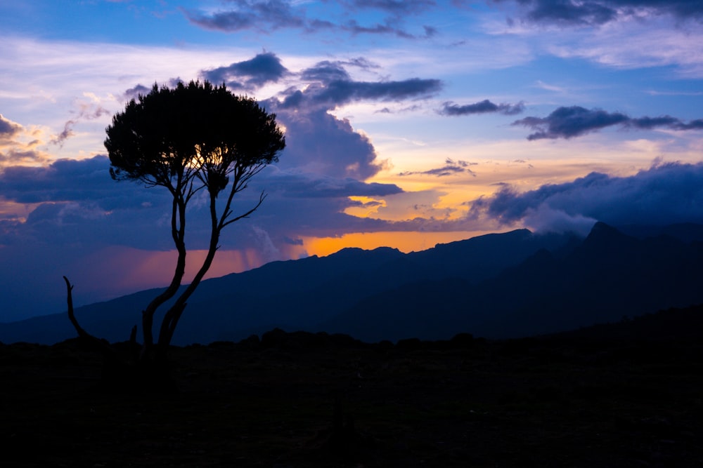 a tree in front of a sunset